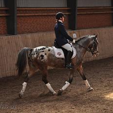 Anden særlig race Kvistgaardens Mr. Unique.