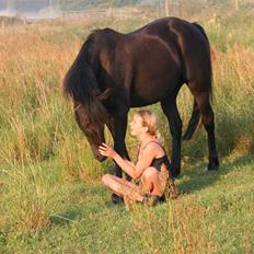 New Forest Sherif - Himmelhest