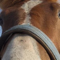 Anden særlig race Passer pony'en Oscar