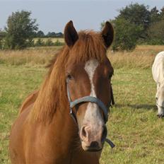 Anden særlig race Passer pony'en Oscar