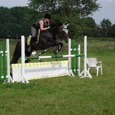 Fuldblod (XX) Mr. Fleming