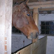 Traver Didrik *Solgt*