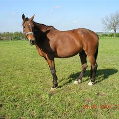 Traver Didrik *Solgt*