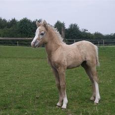 Welsh Pony (sec B) bregneklints melody