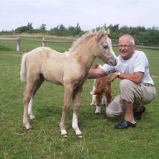 Welsh Pony (sec B) bregneklints melody