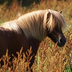Shetlænder munkebjergs prins