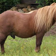 Shetlænder munkebjergs prins