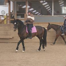 Dansk Varmblod hegnsly´s Callisto *RIP*