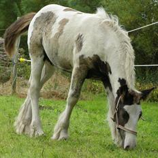 Tinker Wiingreens Adele  *solgt*