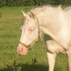 Anden særlig race Shadow *SOLGT*