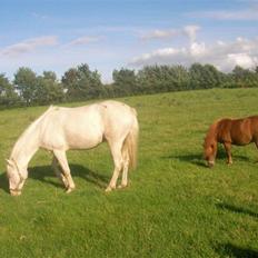 Anden særlig race Shadow *SOLGT*