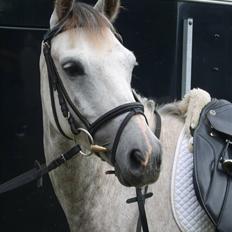 Welsh Partbred (Sec F) Lyngvejens Kenzo *SOLGT*