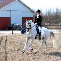 Welsh Partbred (Sec F) Lyngvejens Kenzo *SOLGT*