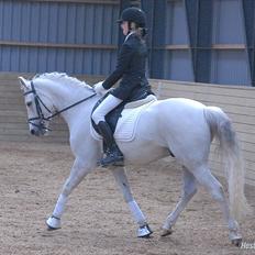Welsh Partbred (Sec F) Lyngvejens Kenzo *SOLGT*