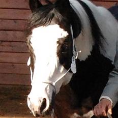 Paint Kenos Audacious Seven