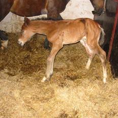 Dansk Varmblod Victoria