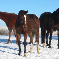 Dansk Varmblod Victoria