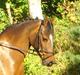 New Forest Lady / Mulle<33