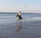 Welsh Pony af Cob-type (sec C) Fakla Chico 