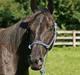 Tennessee Walker | Yahoo's Beautiful Joyce