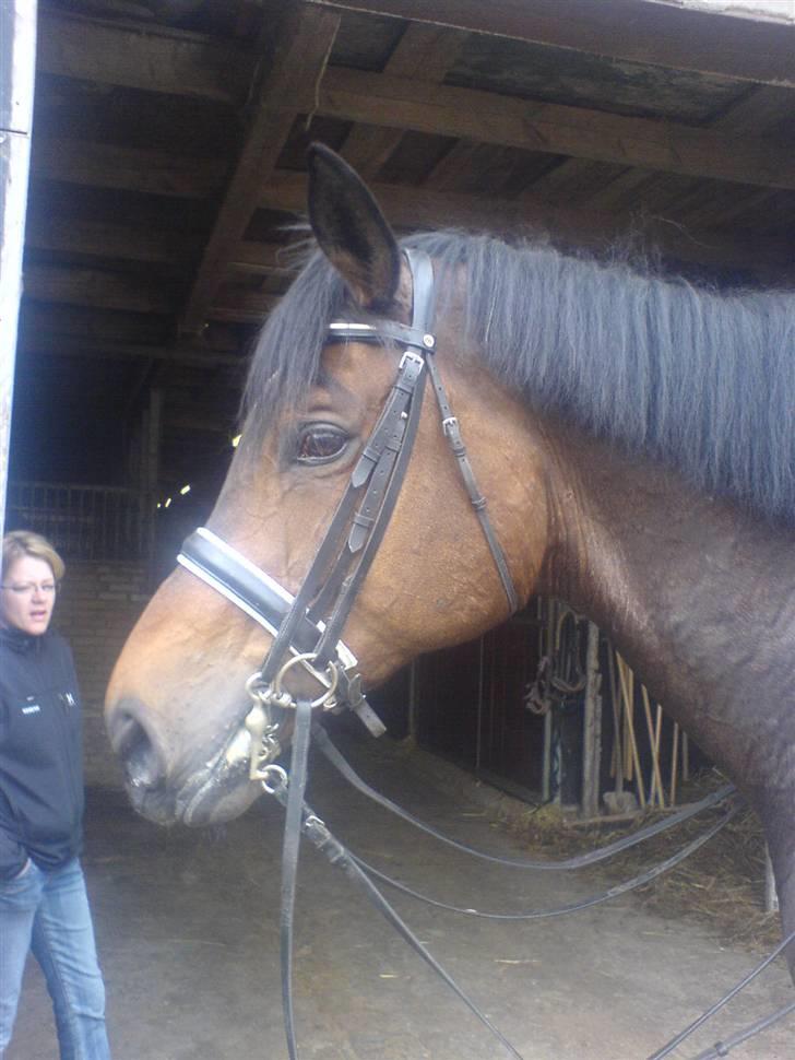 Dansk Varmblod Hængel (Hertug) *R.I.P:* - yndlings hertug:P billede 1