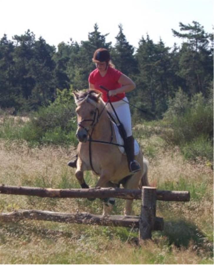 Fjordhest Ellegaards Jasper solgt - Jagt på Hjerl hede 2007 billede 2