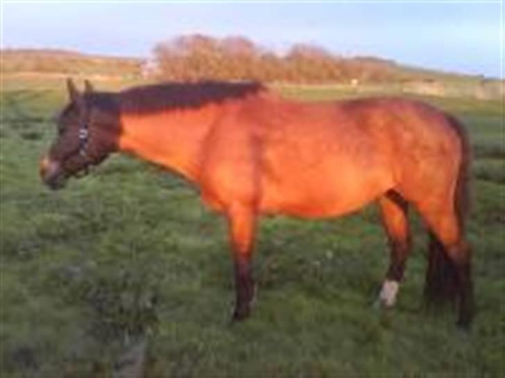 Dansk Varmblod Gladi billede 1