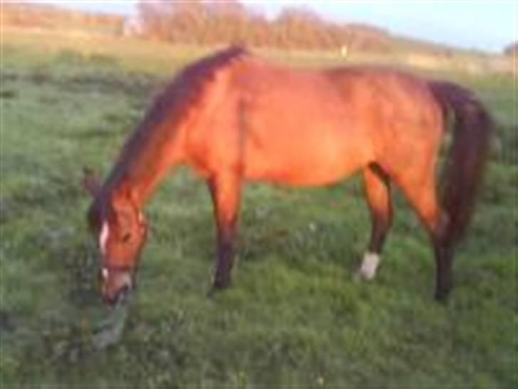 Dansk Varmblod Gladi billede 3