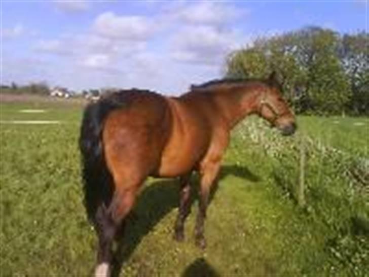 Dansk Varmblod Gladi billede 4