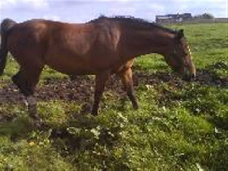 Dansk Varmblod Gladi billede 5