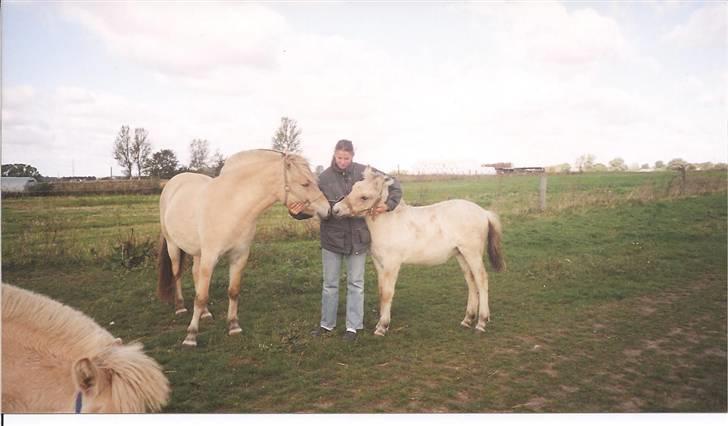 Fjordhest Fea Strødam  - Fea 3 mdr. og storesøster Felia 2 år billede 9