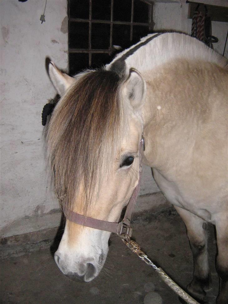 Fjordhest Fea Strødam  - Er jeg ikke fin nok nu, jeg vil gerne ind og spise feb. 09 billede 10