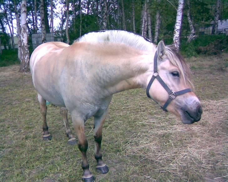 Fjordhest Fea Strødam  - Jeg blev vasket efter ridetur, addrr. maj 08 billede 12