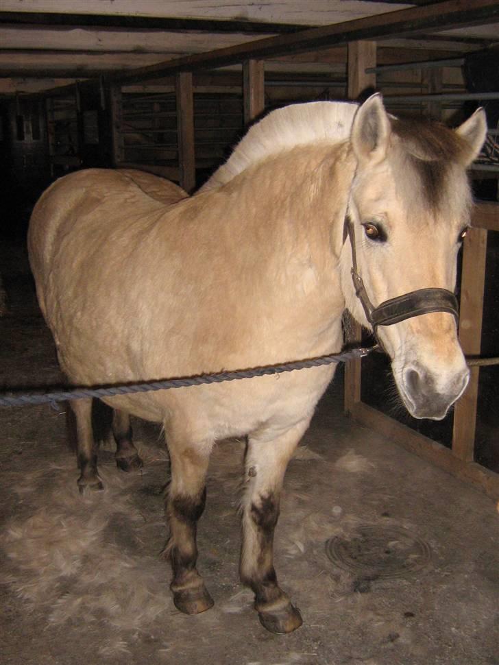 Fjordhest Freja Toft ¤ R.I.P ¤ - Så meget hår fra én hest. feb. 09 billede 10
