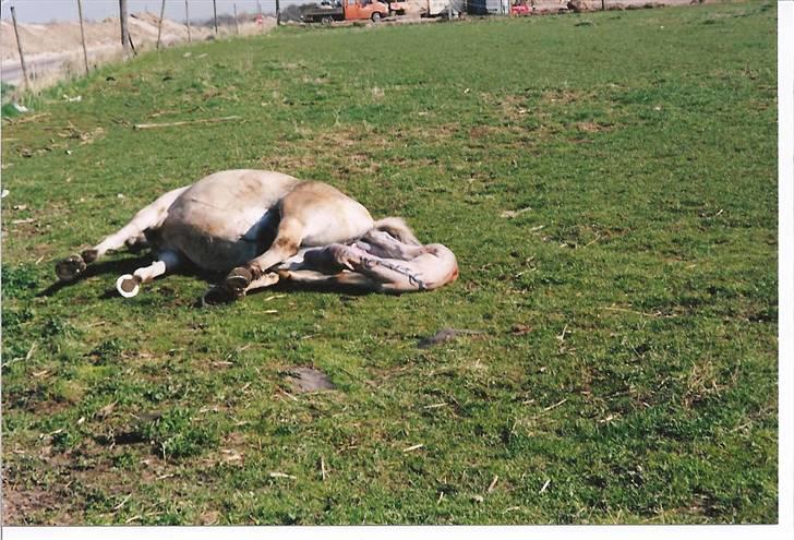 Fjordhest Freja Toft ¤ R.I.P ¤ - Freja igang med at fole billede 11