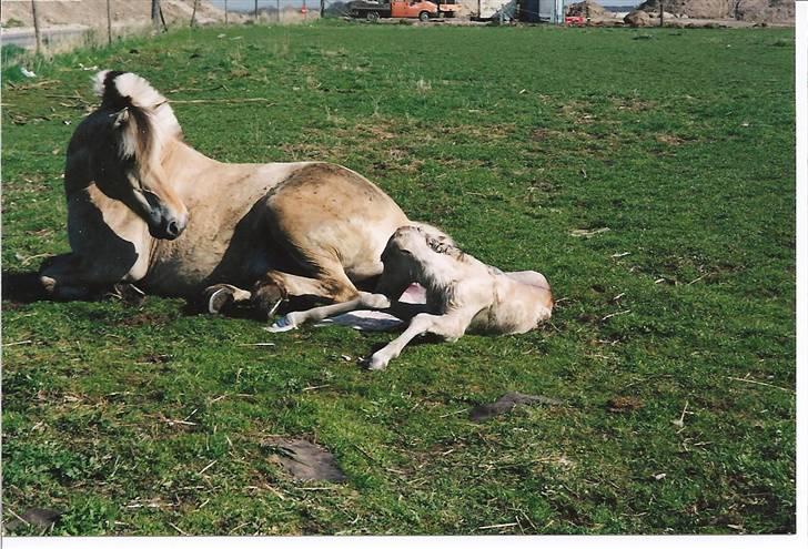 Fjordhest Freja Toft ¤ R.I.P ¤ - Freja har folet og det blev et hoppe føl billede 12