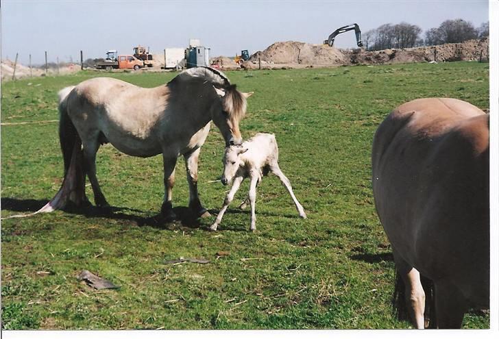 Fjordhest Freja Toft ¤ R.I.P ¤ - Så er Freja og Felia kommet på benen 2001 billede 13