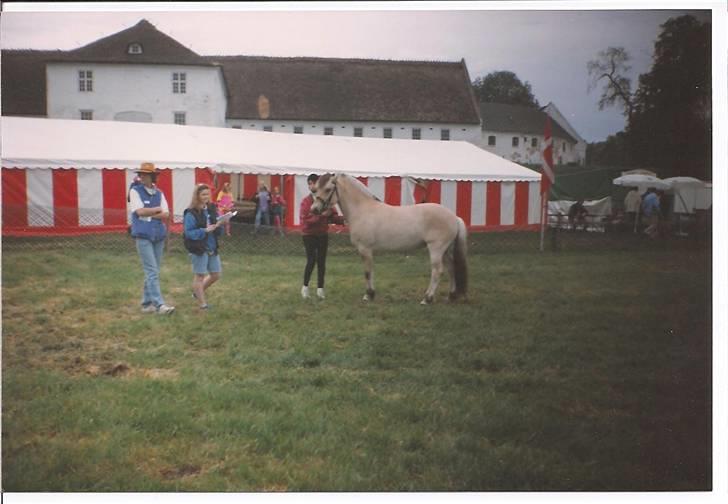 Fjordhest Freja Toft ¤ R.I.P ¤ - Første gang jeg udstillede Freja på børnedyreskuet i Hillerød 1993 billede 14