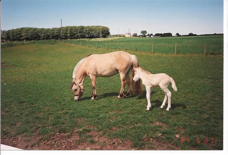 Fjordhest Freja Toft ¤ R.I.P ¤ - Freja og hendes 1. føl Fenja 1994 billede 15