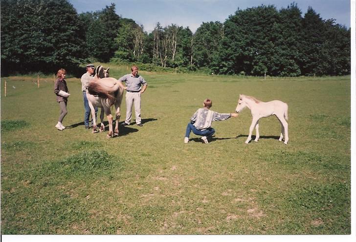 Fjordhest Freja Toft ¤ R.I.P ¤ - Freja og hendes 2. føl Felicka Strødam 1996 billede 16