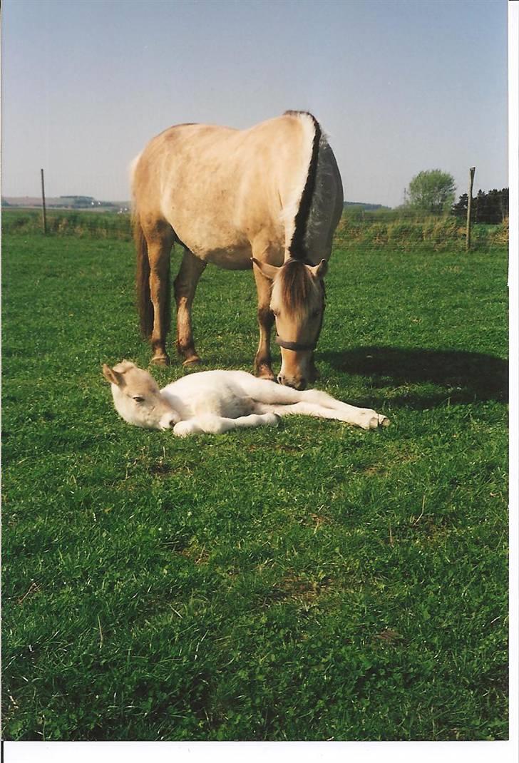 Fjordhest Freja Toft ¤ R.I.P ¤ - Freja og hendes 4. føl Filur Strødam 2000 billede 18
