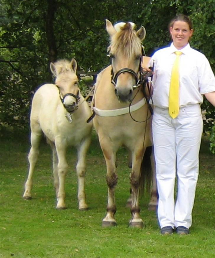 Fjordhest Freja Toft ¤ R.I.P ¤ - Freja og hendes 7. føl uden navn ( kaldt Fabian) 2006 billede 19