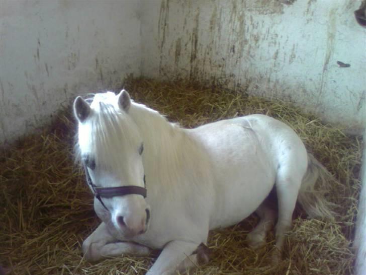 Welsh Mountain (sec A) møllegaards Flamme Solgt - Jeg sov ellers lige, Men velkommen tiil Miq og miin profil... <3 billede 1