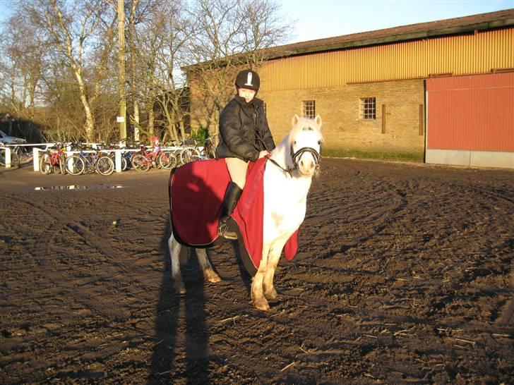 Welsh Mountain (sec A) møllegaards Flamme Solgt - Jeg har lige været til spring time n u skal jeg slappe af ... billede 2
