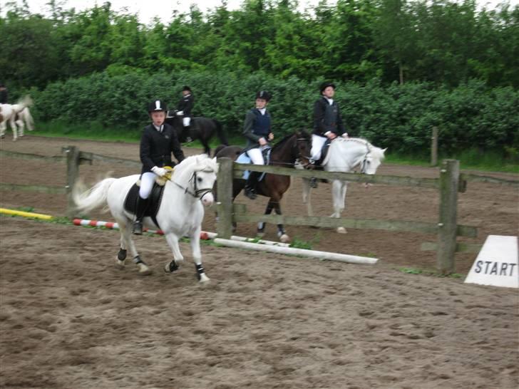 Welsh Mountain (sec A) møllegaards Flamme Solgt - Ja her traver jeg rundt billede 3