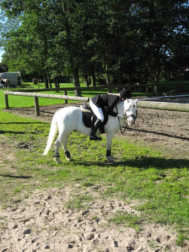 Welsh Mountain (sec A) møllegaards Flamme Solgt - Hvor er jeeg TRÆT ! billede 4