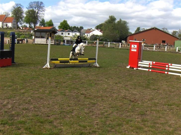 Welsh Mountain (sec A) møllegaards Flamme Solgt - wiii nu springer vii billede 6