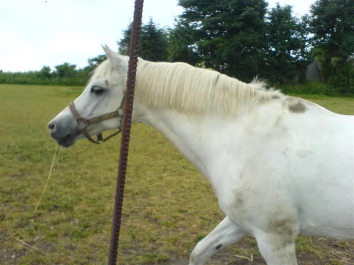 Welsh Pony af Cob-type (sec C) Melissa of gade  - på fold.. billede 2