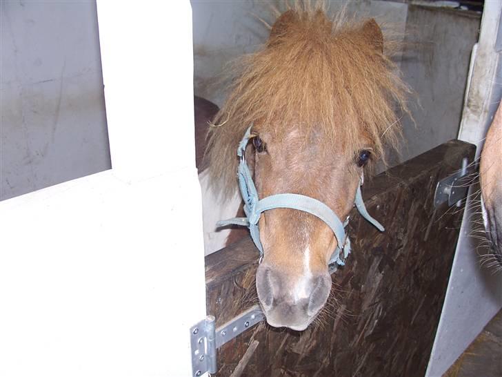 Shetlænder Lurifax - Her bor jeg. elsker at stå og kigge ud ad min boks.kan følge med i alt her fra. XD billede 1