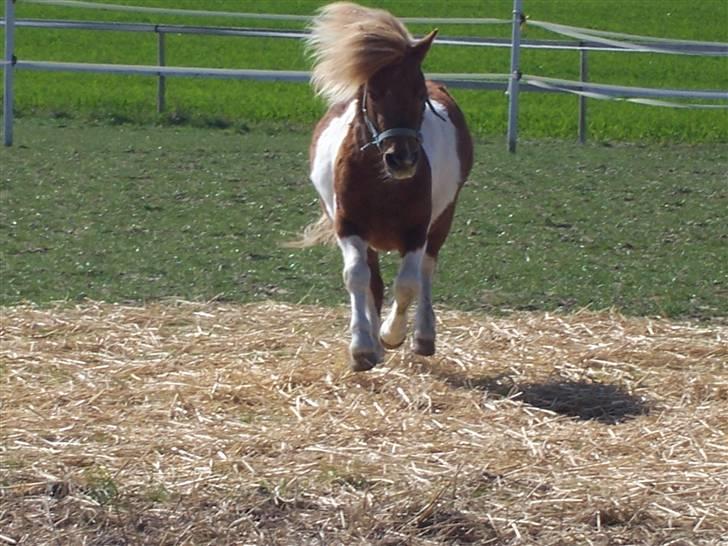 Shetlænder Lurifax - "Her kommer JEG"  billede 2